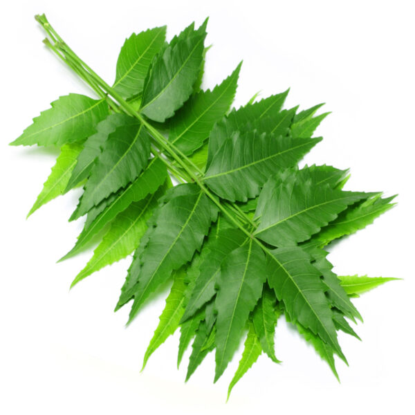 Neem leaves