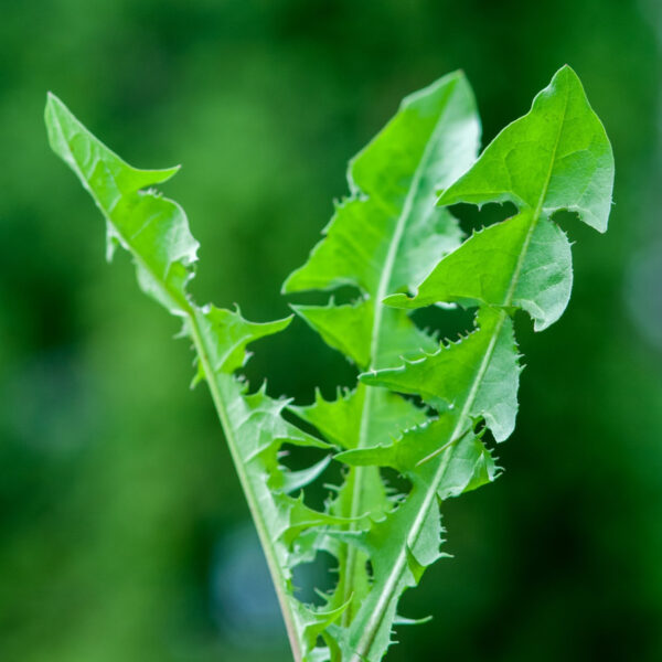 Dandelion herb leaf